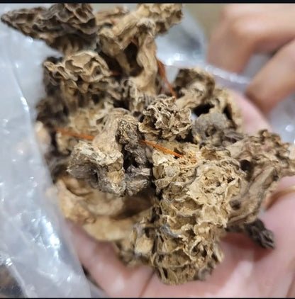 Pahadi Gucchi (Morel Mushrooms) – Wild Himalayan Morels | Poit From Hills
