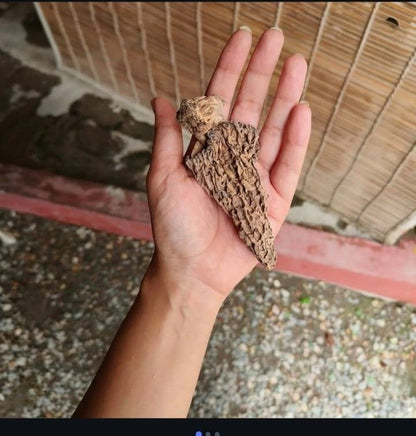 Pahadi Gucchi (Morel Mushrooms) – Wild Himalayan Morels | Poit From Hills